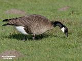 canadese gans 2022